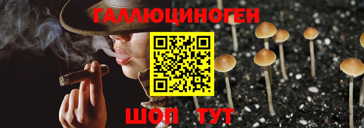 Галлюциногенные грибы Psilocybe Калач-на-Дону